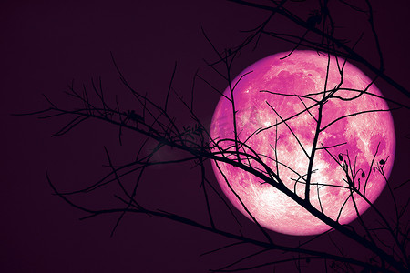 超级粉红海狸月亮在黑暗的天空和剪影干树上