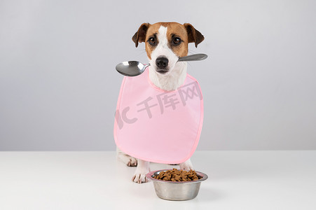 围嘴摄影照片_杰克罗素梗狗在一个粉红色的围兜里，嘴里拿着勺子。