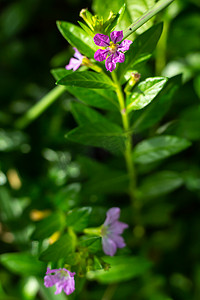 散景花园背景中的紫色小花、特写和微距拍摄、选择性聚焦、抽象图形设计