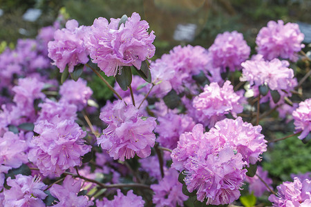 春天在植物园里盛开的粉紫色杜鹃花。