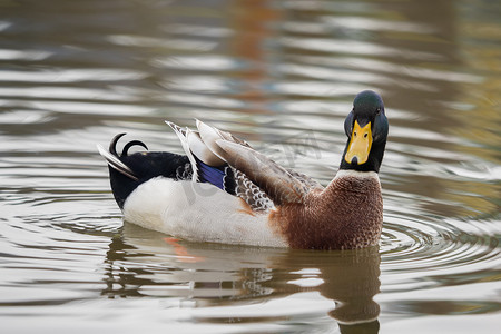 一只鸭子在湖里游泳