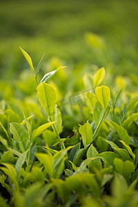 绿茶芽和新鲜的叶子。