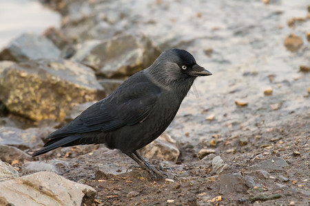 地面上的寒鸦 (Corvus monedula)