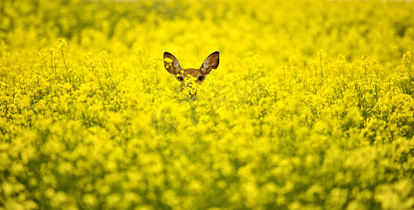鹿黄色摄影照片_油菜田里的鹿