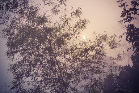 水滴竹子摄影照片_雾中的竹子和水滴