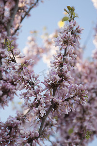 加拿大紫荆（东方紫荆）树