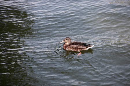 鸭子带着孩子在河里游泳