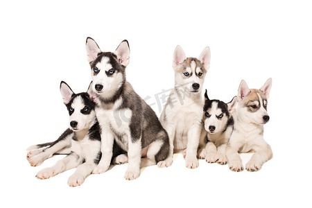 一群小狗在白色背景下繁殖哈士奇犬