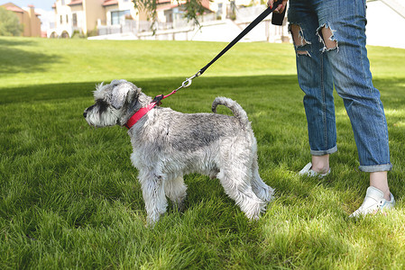 抱抱摄影照片_狗的主人在公园里遛着他美丽的狗雪纳瑞。