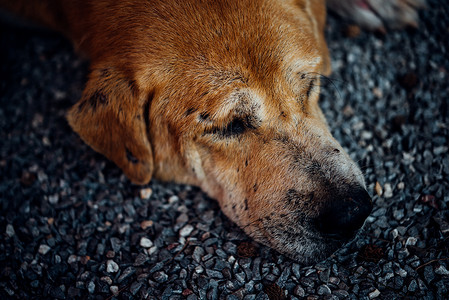 泰国棕色流浪狗与孤独和思念一起睡觉