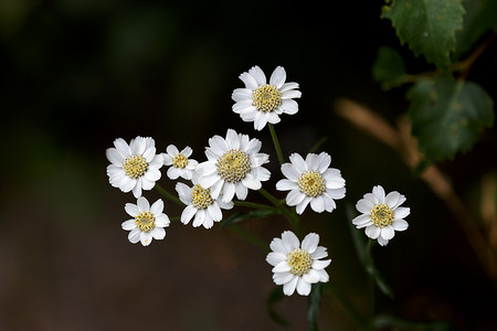 喷嚏草（Achillea ptarmica）