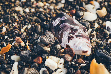 小海龟logo摄影照片_小海贝壳和沙子上的石头。