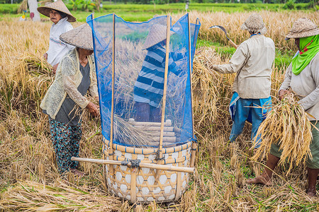 2019 年 5 月 23 日，印度尼西亚，巴厘岛：印度尼西亚农民在巴厘岛乌布的田地里筛选水稻。