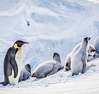 vi手册页脚摄影照片_一群美丽的企鹅