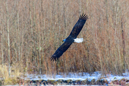 飞行的雄鹰摄影照片_华盛顿州北部努克萨克河上的雄鹰。