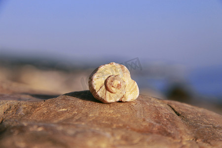 躺在海边石头上的贝壳