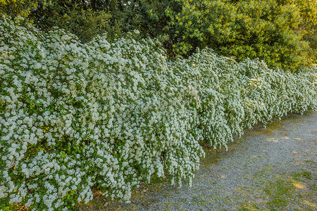 长长的白色绣线菊树篱