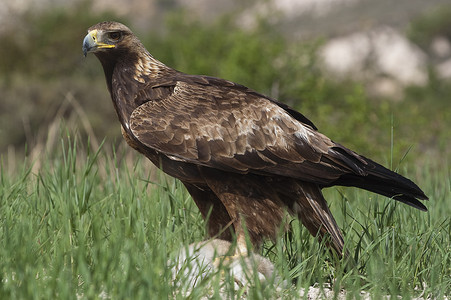 一只梅摄影照片_金雕 (Aquila chrysaetos) 和一只新猎杀的兔子