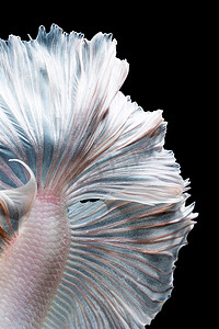 抽象动物背景摄影照片_黑色背景下 Betta 鱼或暹罗斗鱼移动鱼尾的抽象美术。