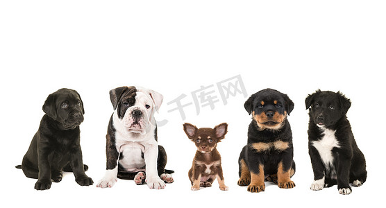 白色背景中五只不同品种的小狗坐在一起