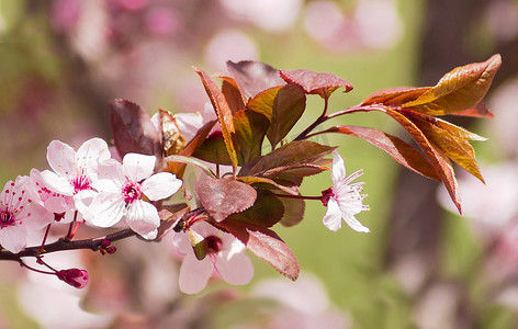 开花的观赏梅树的分支
