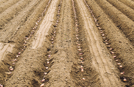 在土壤挖掘结束之前，将发芽的马铃薯种子成排种植在地里。