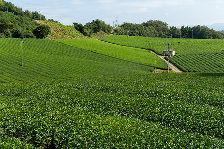 茶园景观