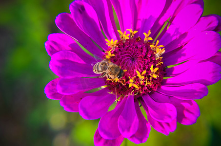 蜜蜂在装饰园林花卉上采集花粉的宏观