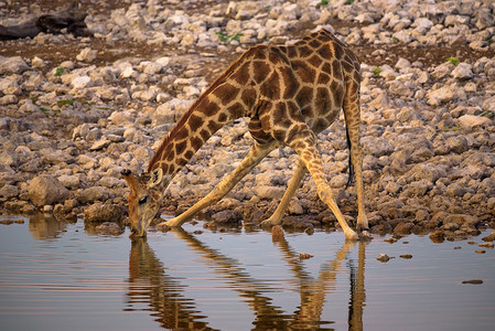 纳米比亚埃托沙国家公园日出时长颈鹿喝水