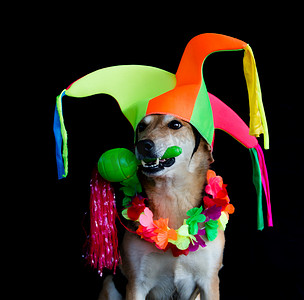 马戏团小丑帽子摄影照片_一只混血狗的肖像，头戴小丑帽、马拉卡斯和花项链