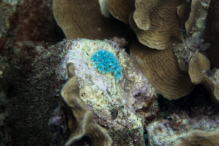珊瑚礁中的蓝色裸鳃类动物