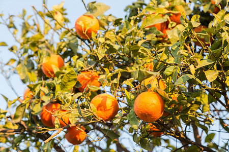 阳光下家庭花园绿树上成熟的新鲜美味橙子