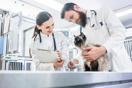 在兽医诊所考试桌上的猫与两位宠物医生