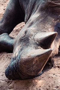 新米摄影照片_Palmyre 动物园的白犀牛