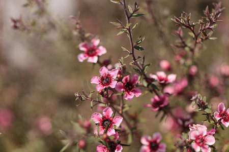 细子茶树上的粉红色小花