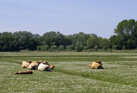 田野上的奶牛