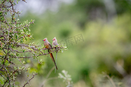 两只红脸鼠鸟坐在树枝上。