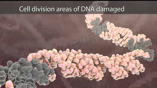 DNA 的细胞分裂区域受损