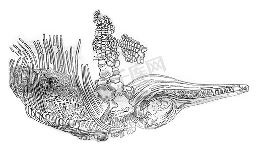 鳍状物摄影照片_鱼龙的骨骼，复古雕刻。