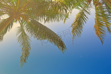 沙巴州摄影照片_马来西亚沙巴州丹绒阿鲁海滩的棕榈树叶映衬着蓝天。