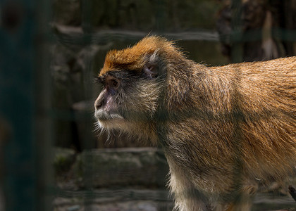关在笼子里的棕猴灵长类动物去某处