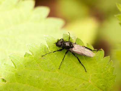 大黑苍蝇，有翅膀、眼睛和腿，在叶子外面的阴凉处