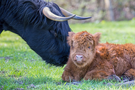 新生苏格兰高地小牛与母牛