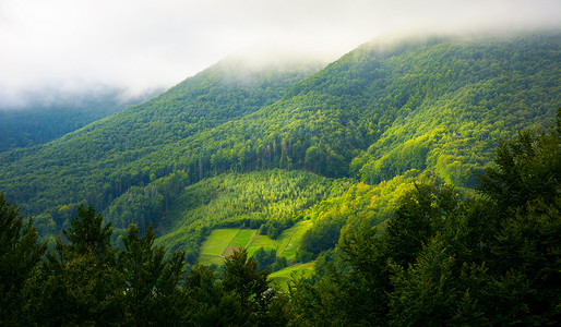 线条山林摄影照片_晨雾中的山林