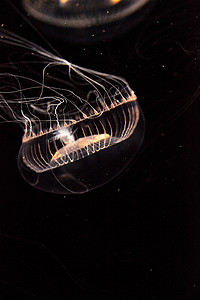 水晶水母维多利亚多管发光水母是一种生物发光水螅动物
