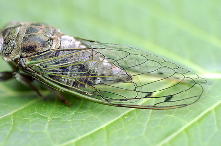 绿叶细节视图宏观图像上的狗日蝉（Neotibicen canillaryis）