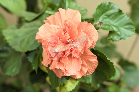 康乃馨花或丁香粉（Dianthus caryophyllus），是多年生草本植物，天然颜色为淡粉紫色，无香味。