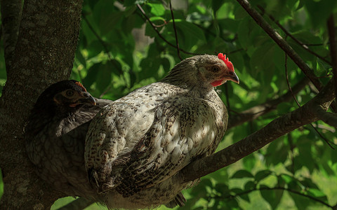 两只杂色农场鸡鸟坐在树上