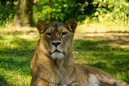 奥赛德摄影照片_狮子（Panthera leo）