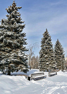 阳光明媚、寒冷的早晨，城市公园里的云杉小巷里长椅上覆盖着新鲜蓬松的雪